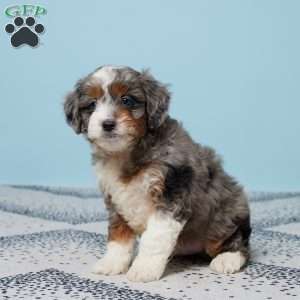 Cody, Mini Aussiedoodle Puppy